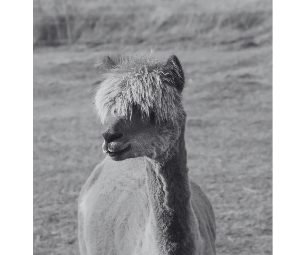 Alpaca